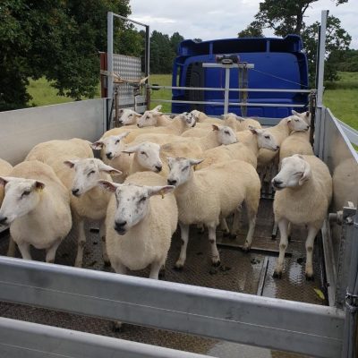 Code of Practice for Mobile Sheep Dipping