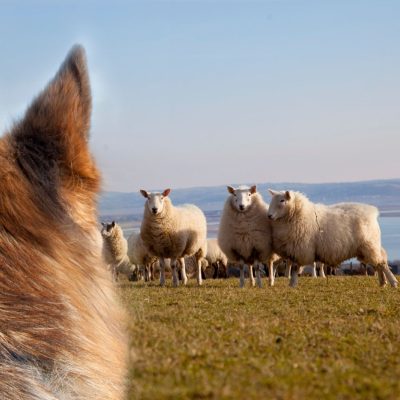 What is sheep worrying?