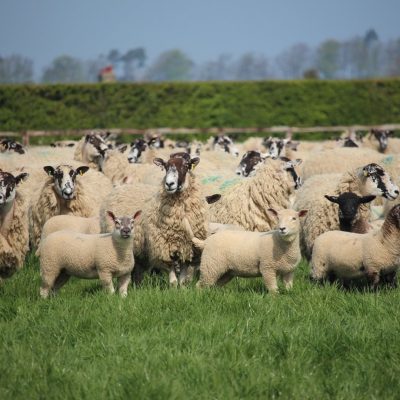 On-farm Standards
