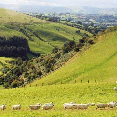 Heritage Sheep