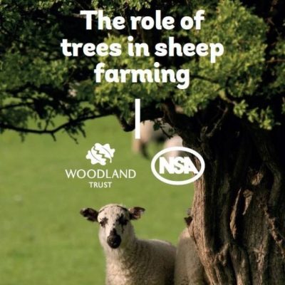 The role of trees in sheep farming