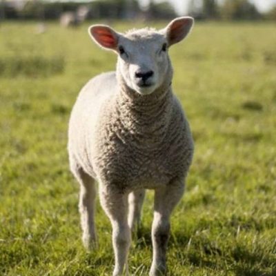 NSA's vision for British lamb production