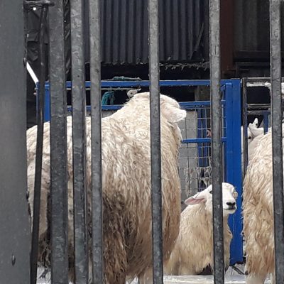 NSA position on organophosphate (OP) sheep dips