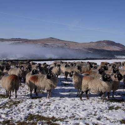 Sheep Farming Year