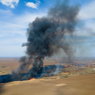 NSA position on sensitive sheep grazing as a tool for wildfire risk management