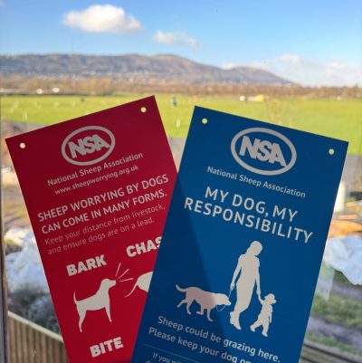 Sheep Worrying by dogs