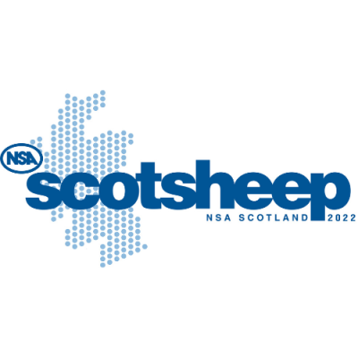 NSA Scot Sheep