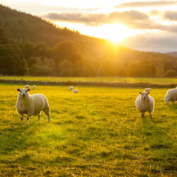 sheep in a field highlands scotland