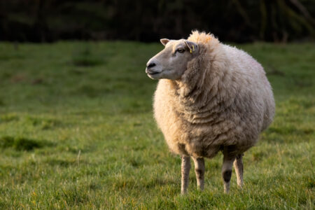 Narrow depth of field photo of side view of sheep head  with out of focus background