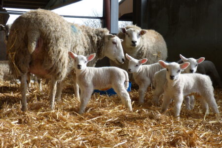 NSA Lambing List