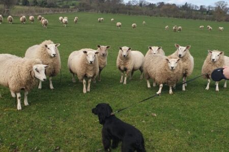 Dog on lead around sheep