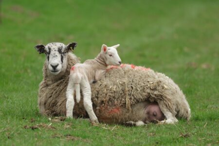 Mother sheep lying down in green field with her lamb resting across her back.
