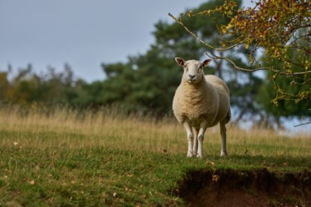 A British sheep standing in a grassy field watching the photographer