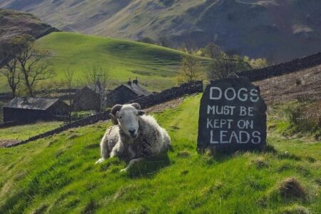 Herdwick sheep and sign to keep dogs on lead