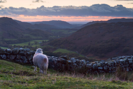 A sheep looking across Hardknott Pass, Cumbria, England.