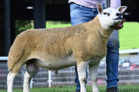 Pictured: A Teilo ram lamb from the Davies family, Llandeilo topped the sale at 20,000 guineas.