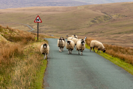 Traffic jam on a Easter Bank Holiday in Swaledale, Yorkshire Dales, UK. A flock of Swaledale Ewes heading up the road towards Tan Hill. Horizontal. Space for copy. No people