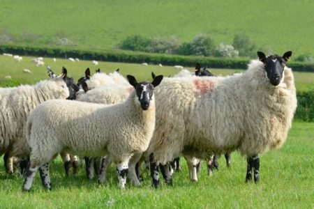 Beulah ewes and lambs