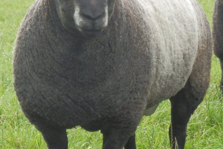 Blue Texel sheep