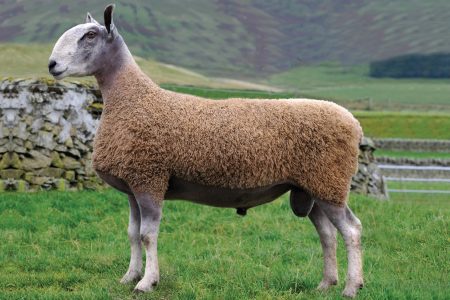 Traditional Bluefaced Leicester Ram