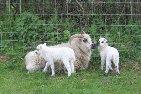Boreray ewes and lambs