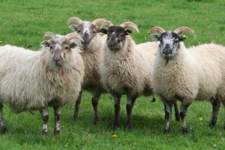 Boreray ewes