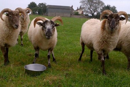 Boreray ewes