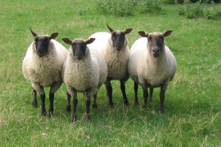 Cambridge ewe and lambs