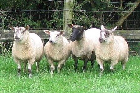 Cambridge ewe with Cambridge x Texel lambs