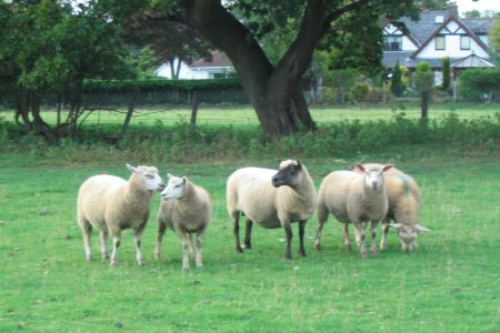 Cambridge ewe with Cambridge x Berrichon lambs