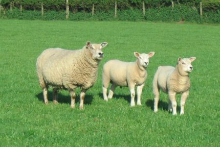Cambridge xTexel ewe and lambs