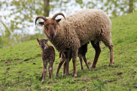 Castlemilk Moorit ewe and lamb