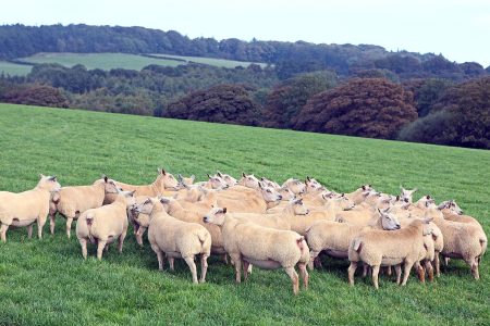 Sheep Breeds National Sheep Association sheep-breeds-national-sheep-association