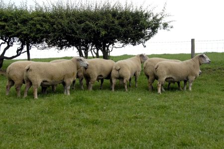 Charollais sheep