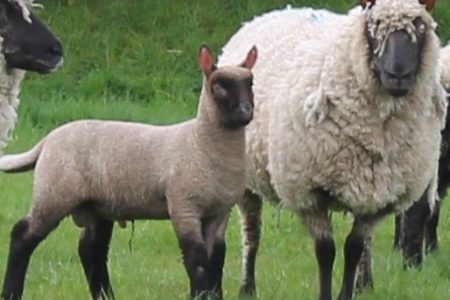 Clun Forest ewe and lamb