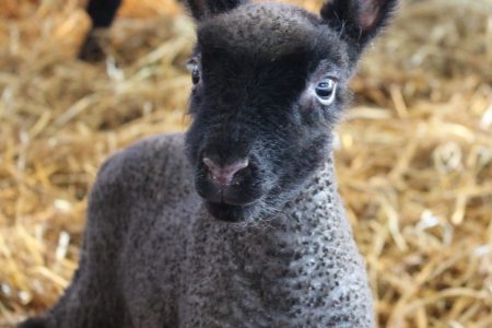 Clun Forest lamb