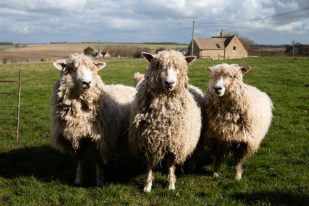 Sheep C Sheep Breeds | National Sheep Association