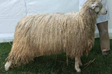 Sheep C Sheep Breeds | National Sheep Association