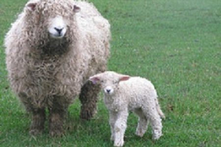 Devon And Cornwall Longwool ewe and lamb