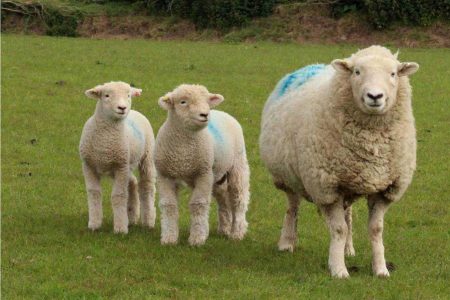 Devon Closewool ewe and lambs