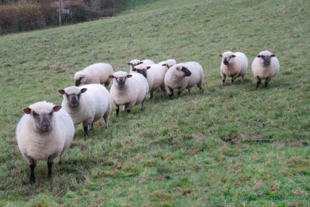 Dorset Down ewes