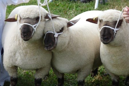 Dorset Down lambs