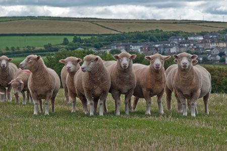 Poll Sheep Sheep Breeds | National Sheep Association