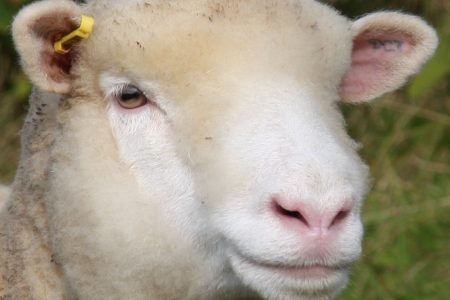 Poll Dorset sheep