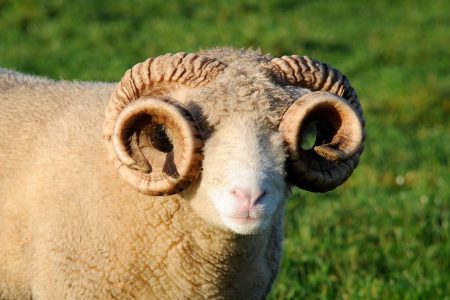 Dorset Horn sheep