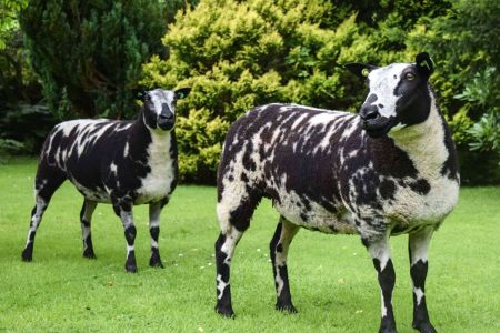 Dutch Spotted sheep