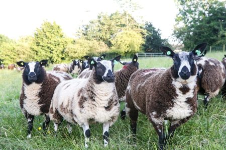 Sheep Breeds National Sheep Association sheep-breeds-national-sheep-association