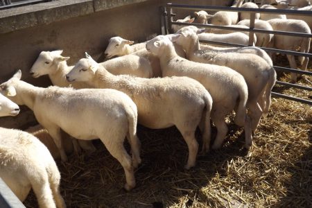 Easy Care ewe lambs