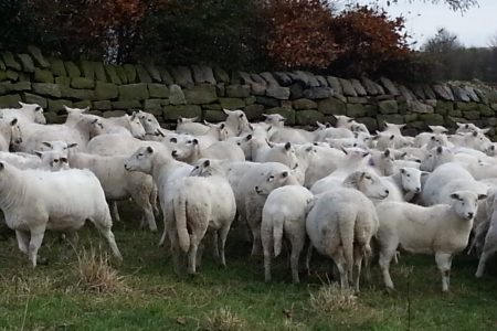 Easy Care ewes