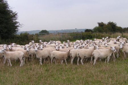 Exlana ewes